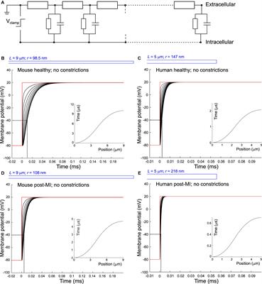 Modeling Depolarization Delay, Sodium Currents, and Electrical Potentials in Cardiac Transverse Tubules